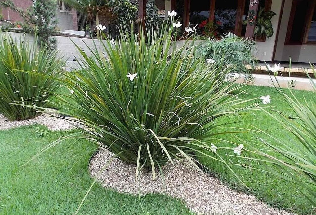 plantas para jardim externo com pouco sol