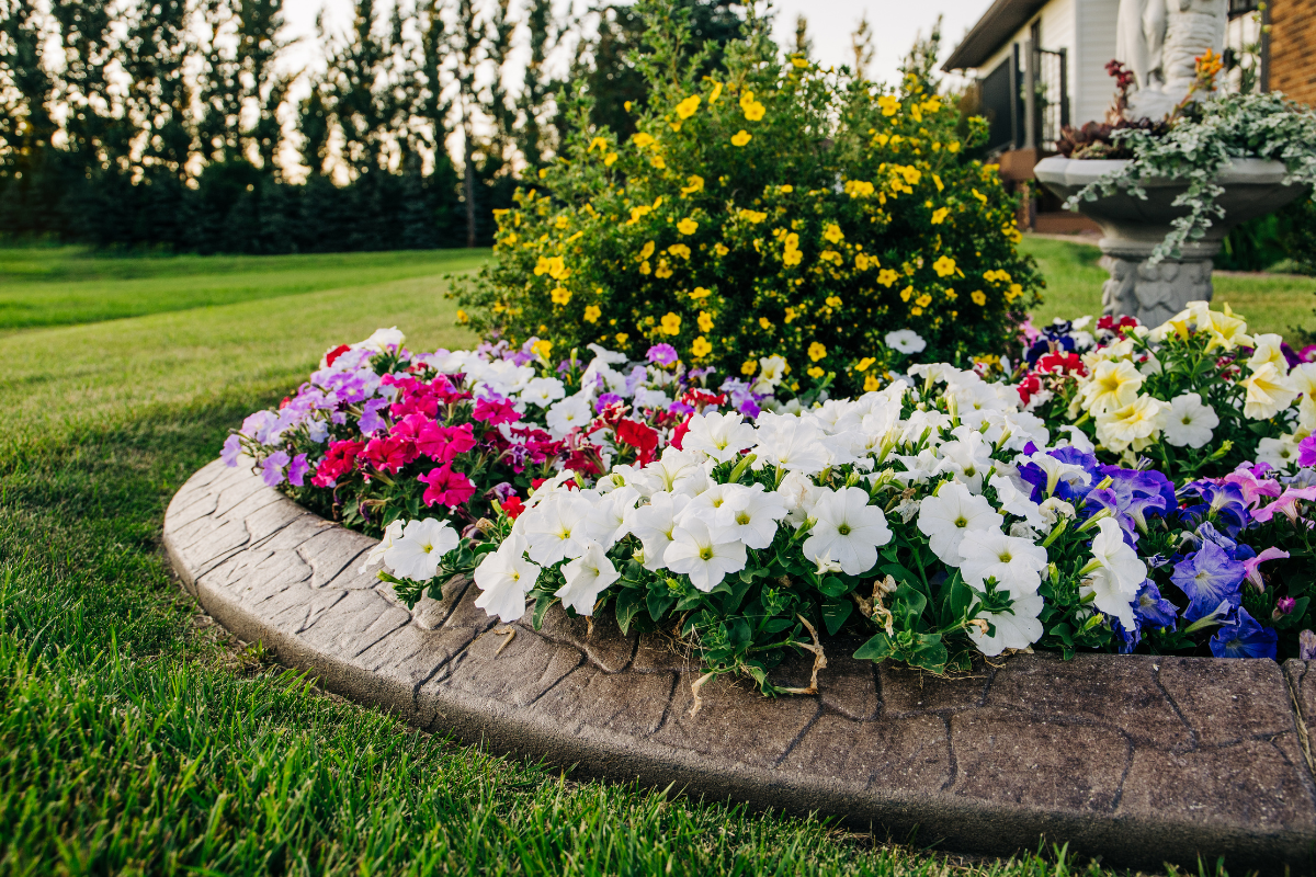 plantas para jardim externo resistente ao vento