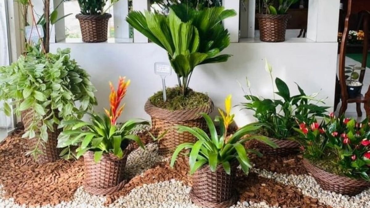 plantas para jardim externo pequeno