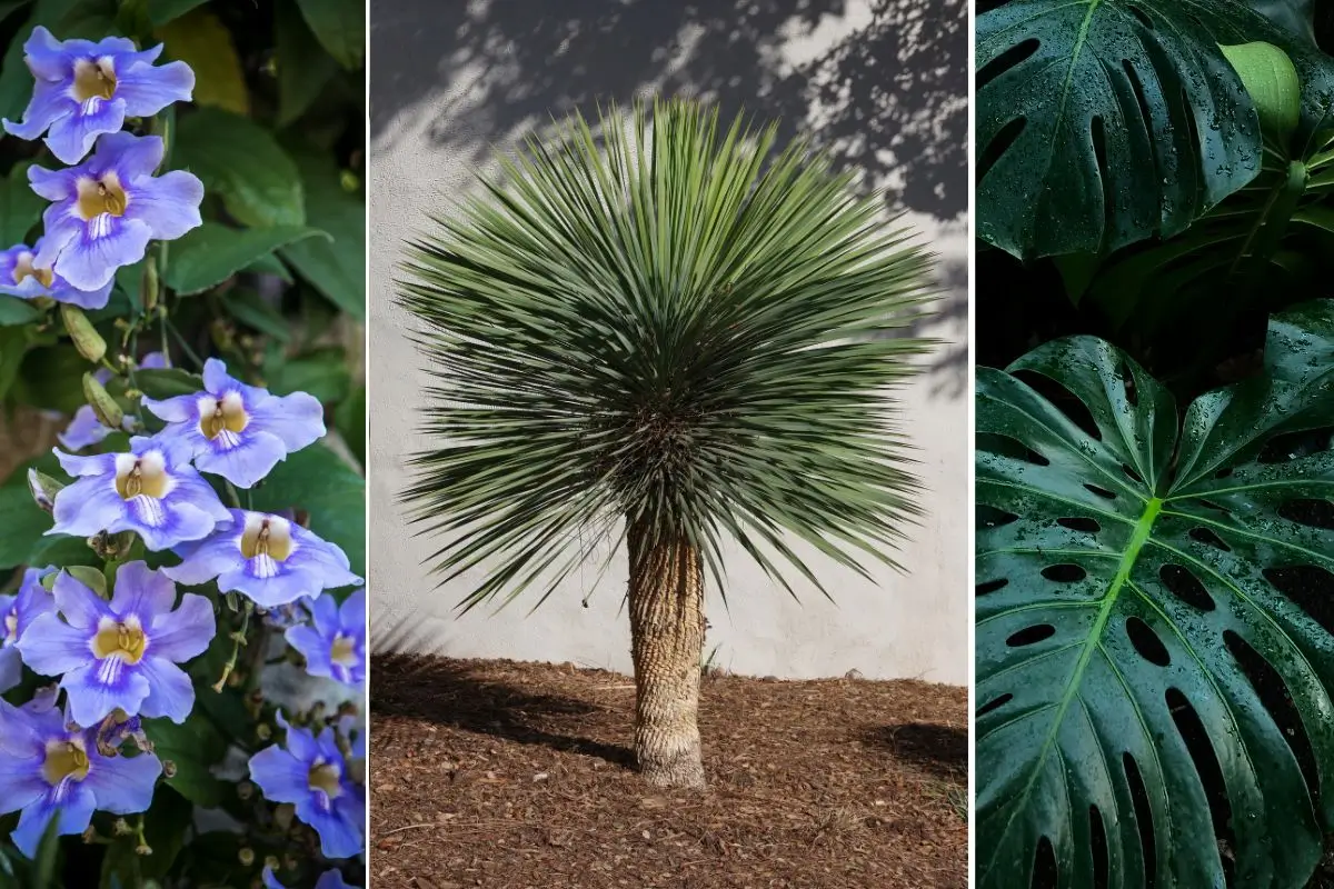 plantas para jardim externo com flores