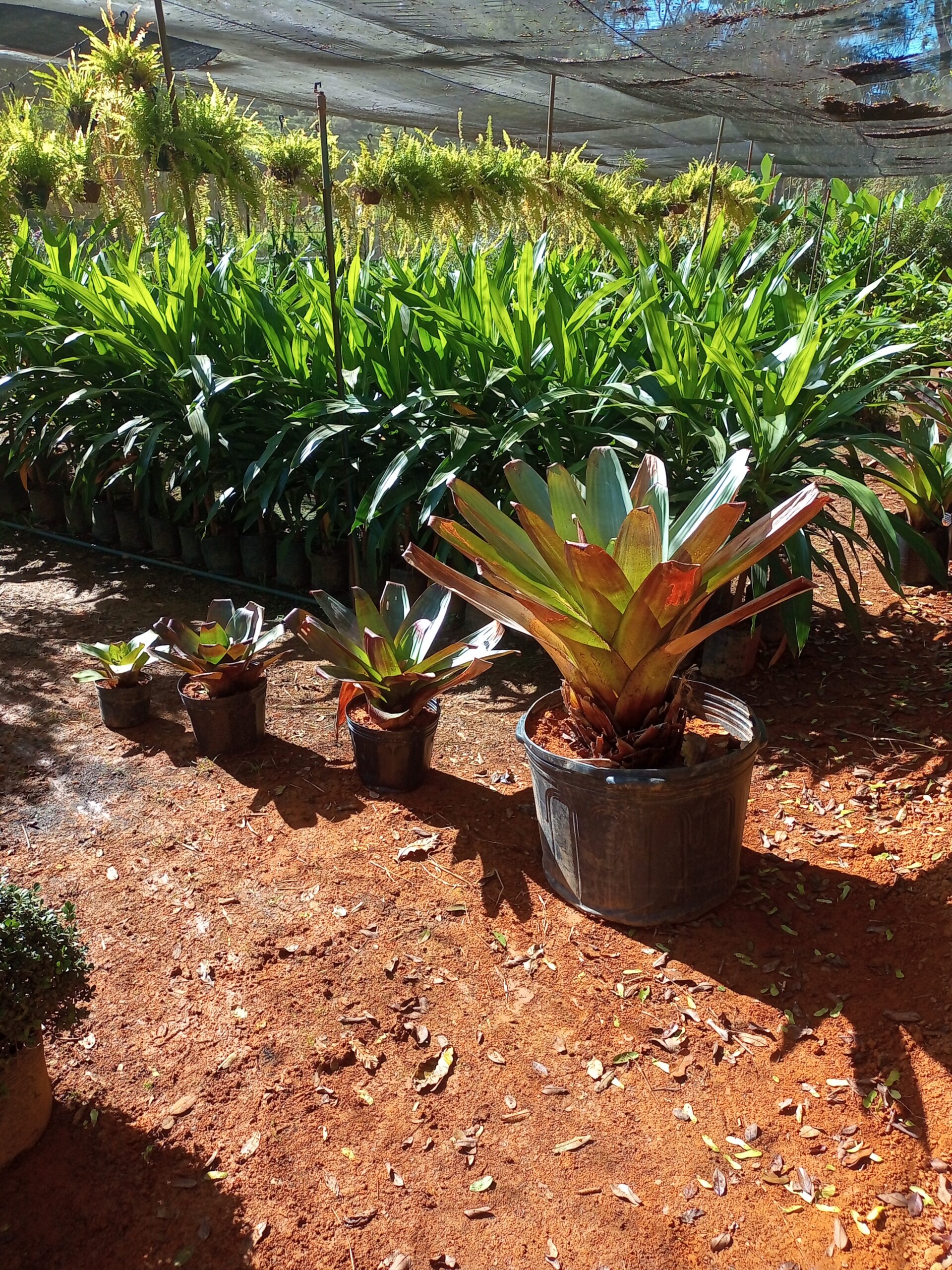 plantas para jardim externo em vasos