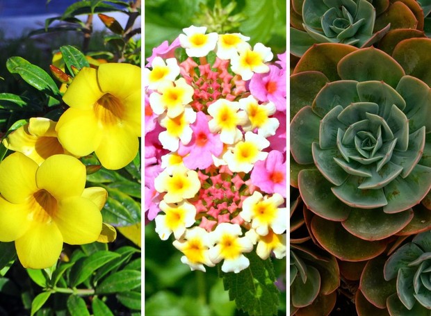 plantas para jardim externo com sombra