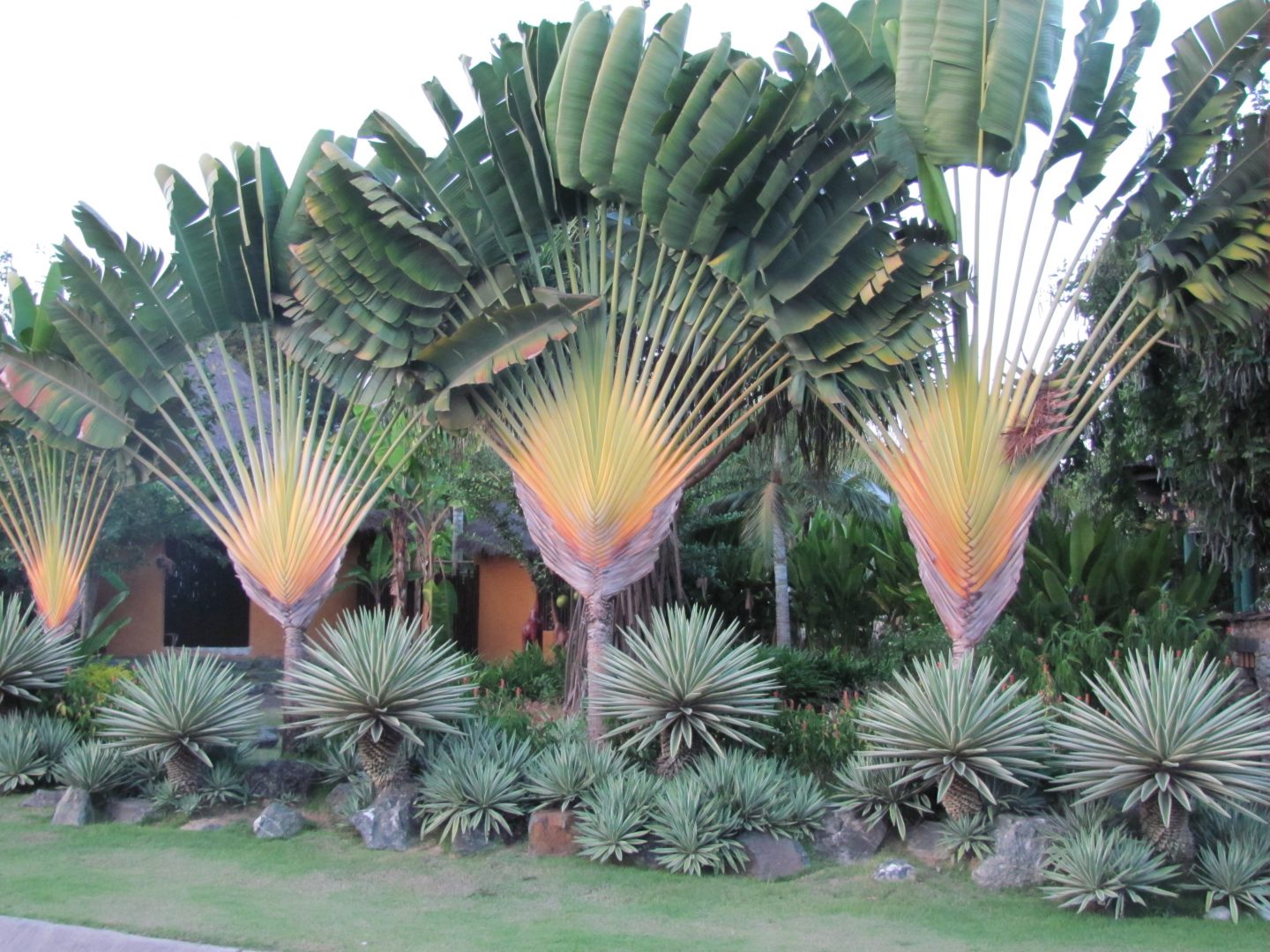 plantas para jardim externo com sol pleno