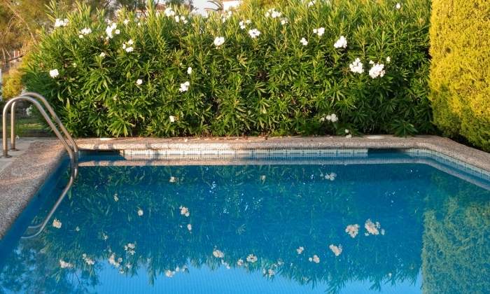 plantas resistentes ao cloro