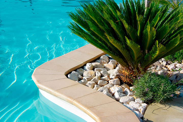 plantas que não prejudicam a água da piscina