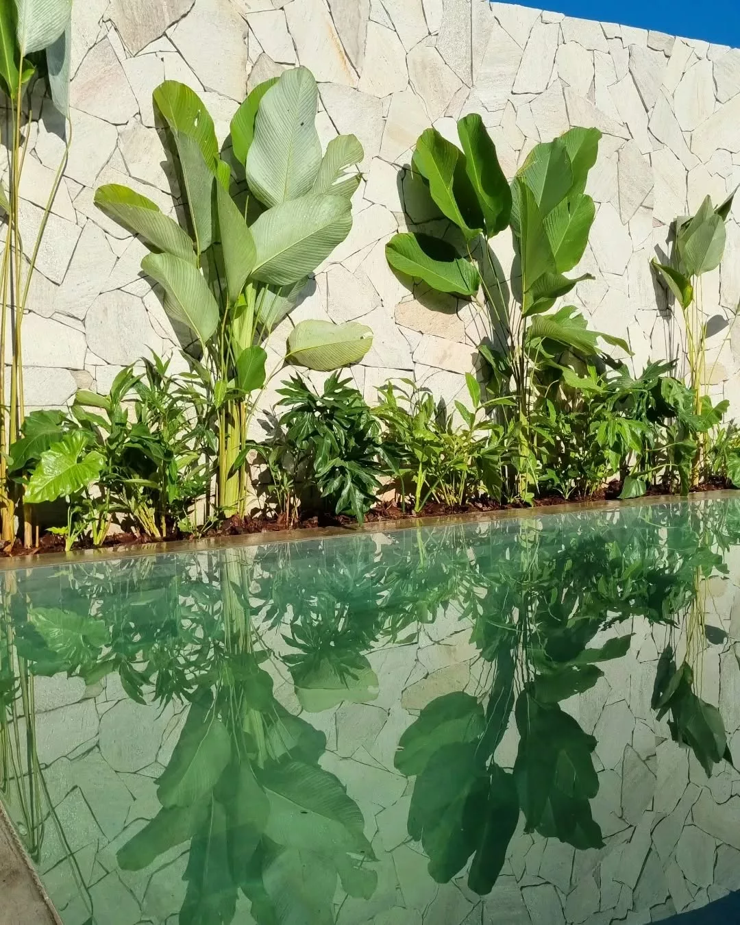 plantas para piscina em vasos
