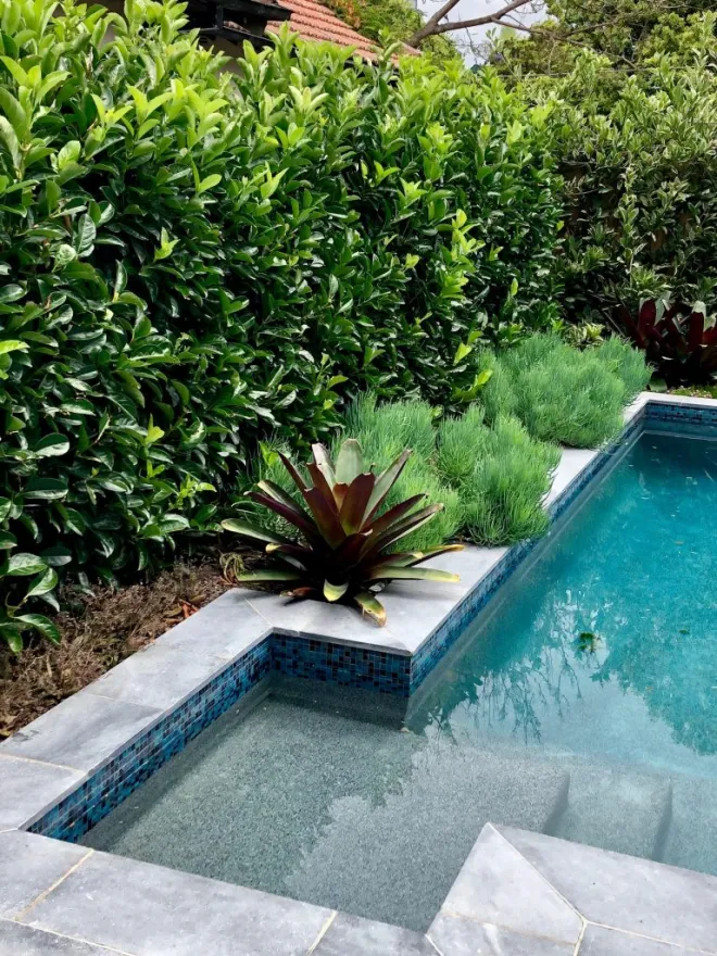 folhagens exuberantes para área de piscina