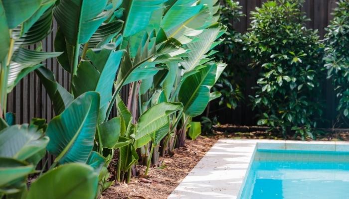 plantas de baixa manutenção para piscina