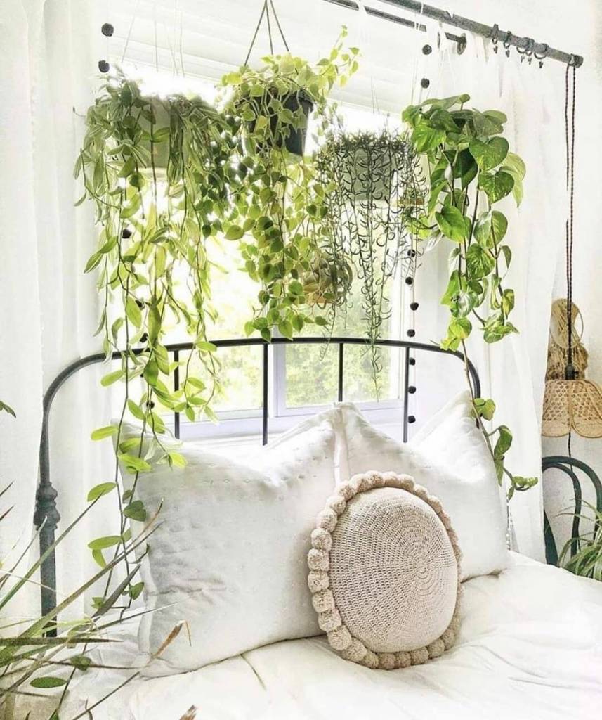 plantas para quarto com pouca luz