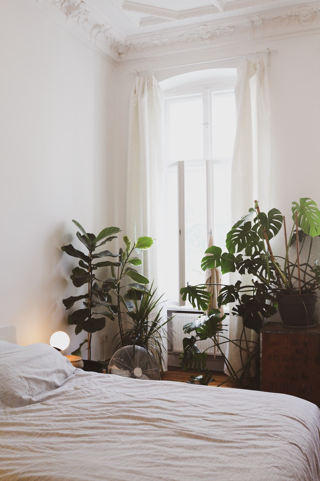 plantas para quarto com pouca luz