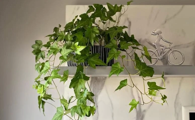 plantas para dormir melhor