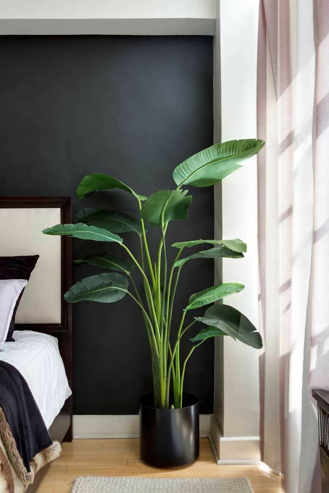 plantas que não precisam de sol no quarto