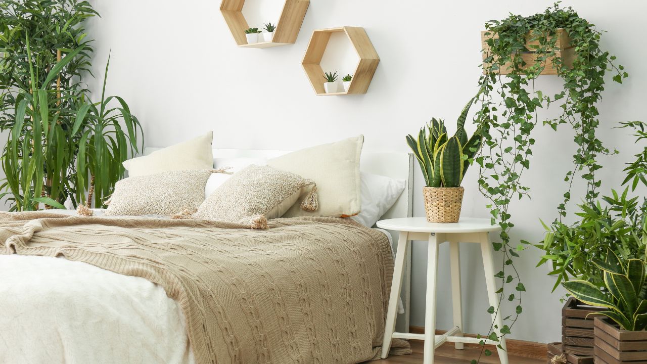 plantas com aroma relaxante para quarto