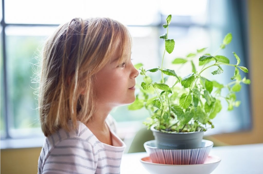 plantas para quarto de bebê