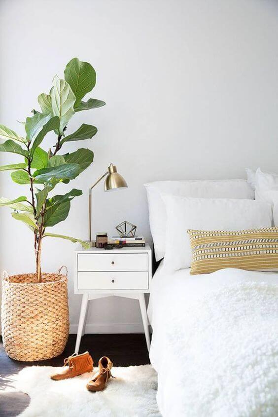 plantas para quarto com pouca luz