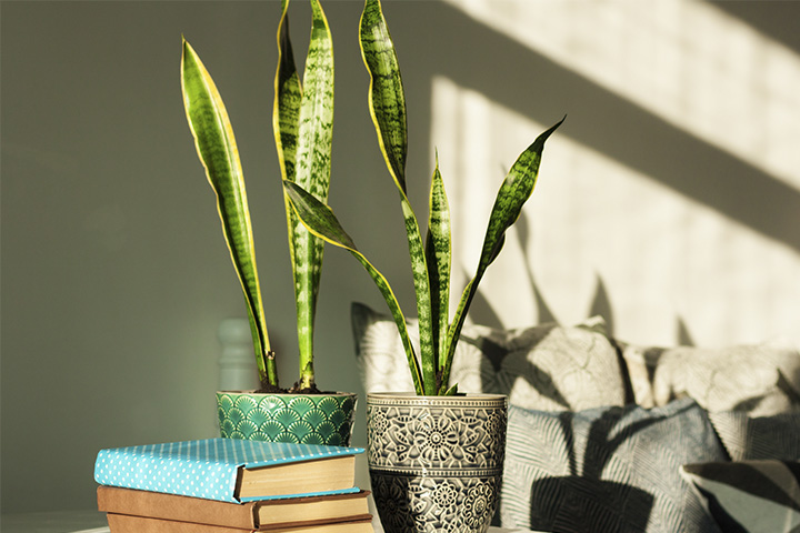plantas decorativas para quarto