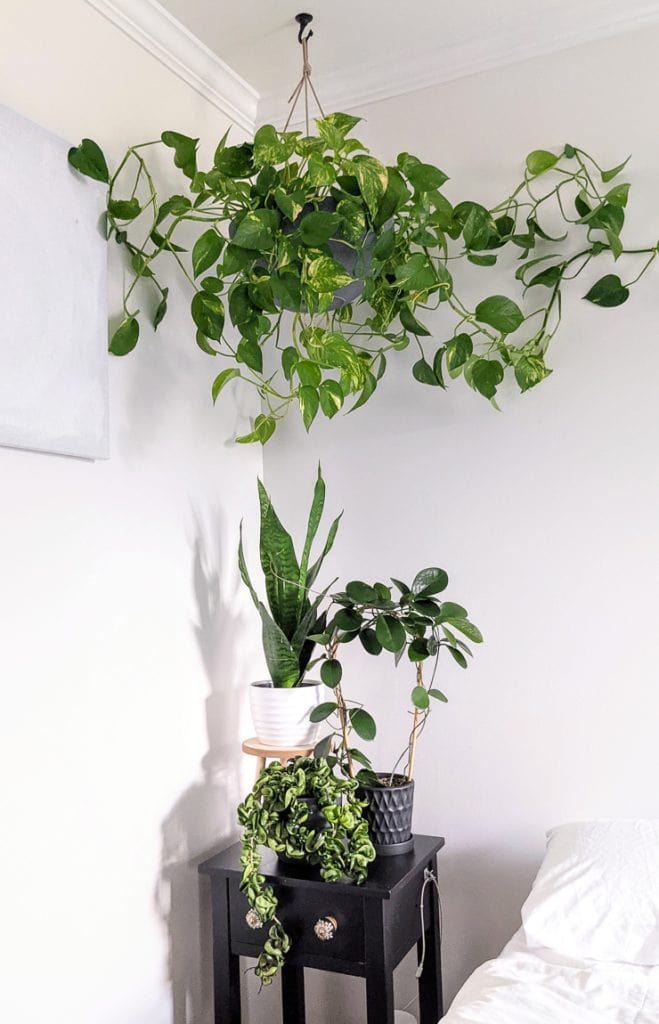 plantas com aroma relaxante para quarto