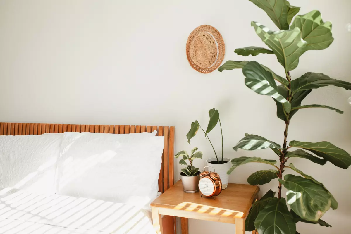 plantas para quarto de casal