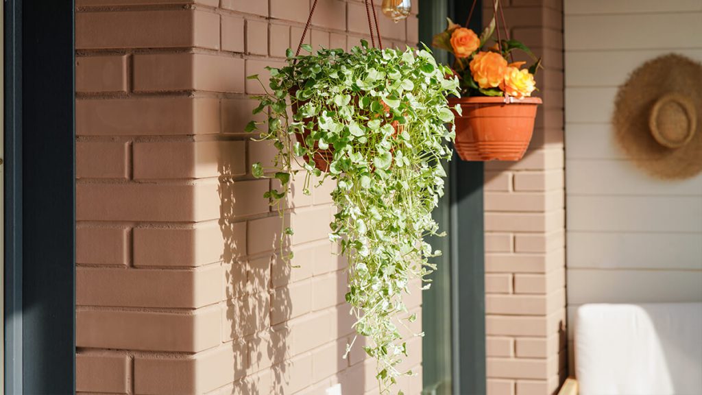 Guia Completo: Escolhendo Plantas de Baixa Manutenção para sua Casa