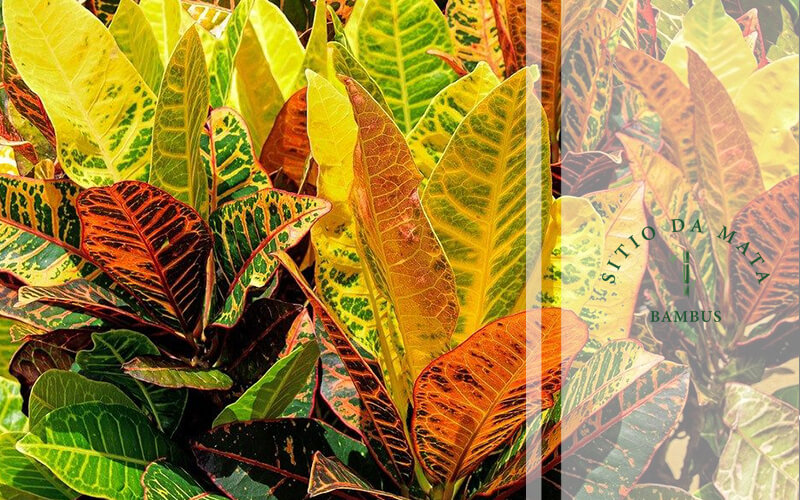 Os Benefícios da Espada-de-São-Jorge Além da Resistência