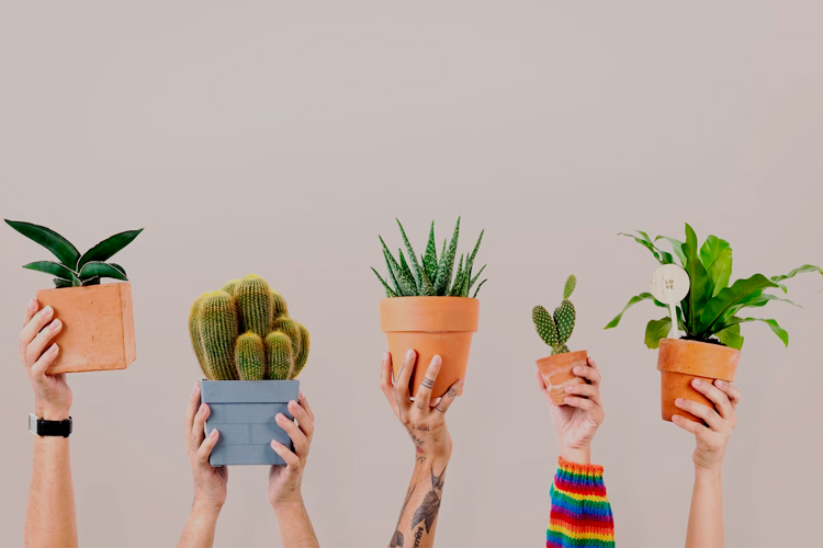 Transforme sua Varanda em um Oásis Verde com Suculentas e Cactos