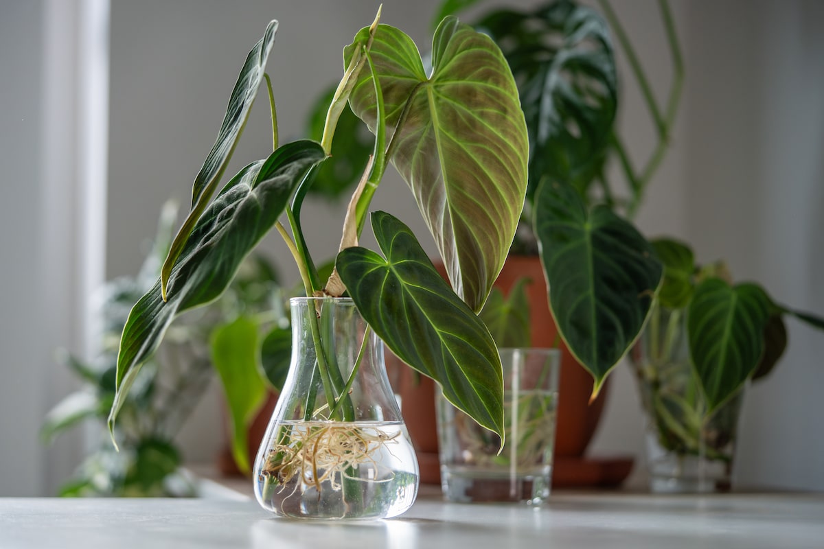 Como Criar um Microclima Ideal para Suas Plantas em Ambientes Internos