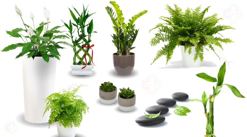 plantas para quem viaja muito