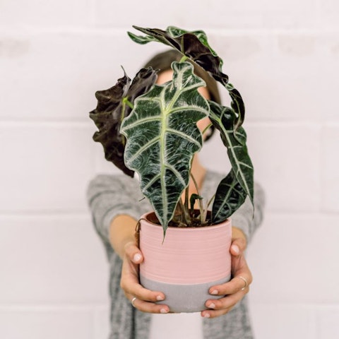 Como Criar um Microclima Ideal para Suas Plantas em Ambientes Internos