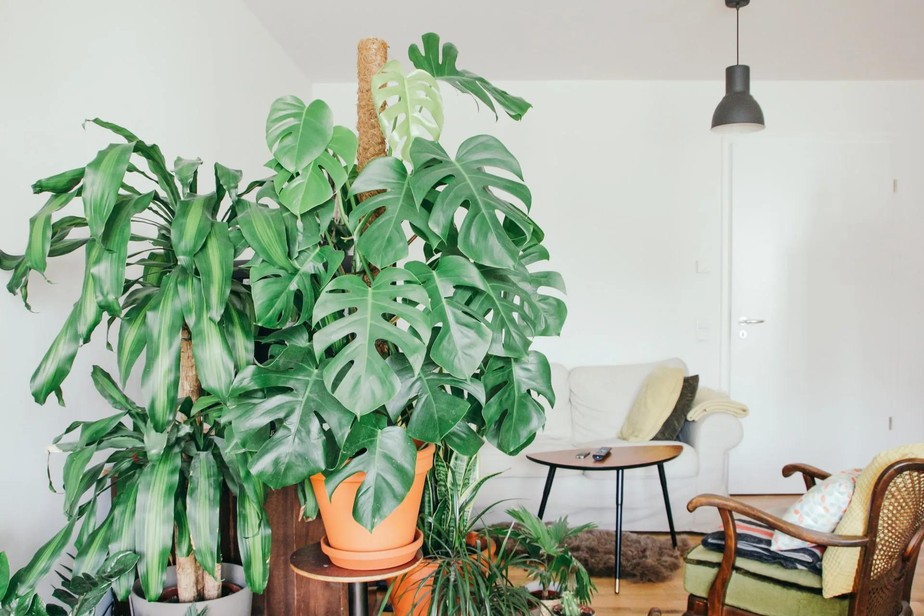 5 Ideias de Títulos:
1. Feng Shui no Quarto: As Plantas Que Transformam Sua Energia
2. Guia Completo: Escolhendo Plantas Ideais para o Seu Quarto Feng Shui
3. Purifique Seu Sono: Plantas Essenciais para um Quarto Harmonioso
4. Evite Erros Comuns: Plantas a Banir do Seu Quarto Segundo o Feng Shui
5. O Poder das Plantas: Como o Feng Shui Pode Melhorar Seus Relacionamentos Através do Quarto