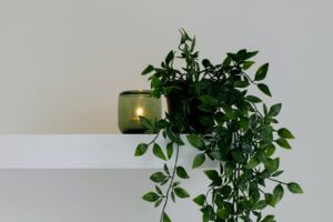 5 Ideias de Títulos:
1. Feng Shui no Quarto: As Plantas Que Transformam Sua Energia
2. Guia Completo: Escolhendo Plantas Ideais para o Seu Quarto Feng Shui
3. Purifique Seu Sono: Plantas Essenciais para um Quarto Harmonioso
4. Evite Erros Comuns: Plantas a Banir do Seu Quarto Segundo o Feng Shui
5. O Poder das Plantas: Como o Feng Shui Pode Melhorar Seus Relacionamentos Através do Quarto