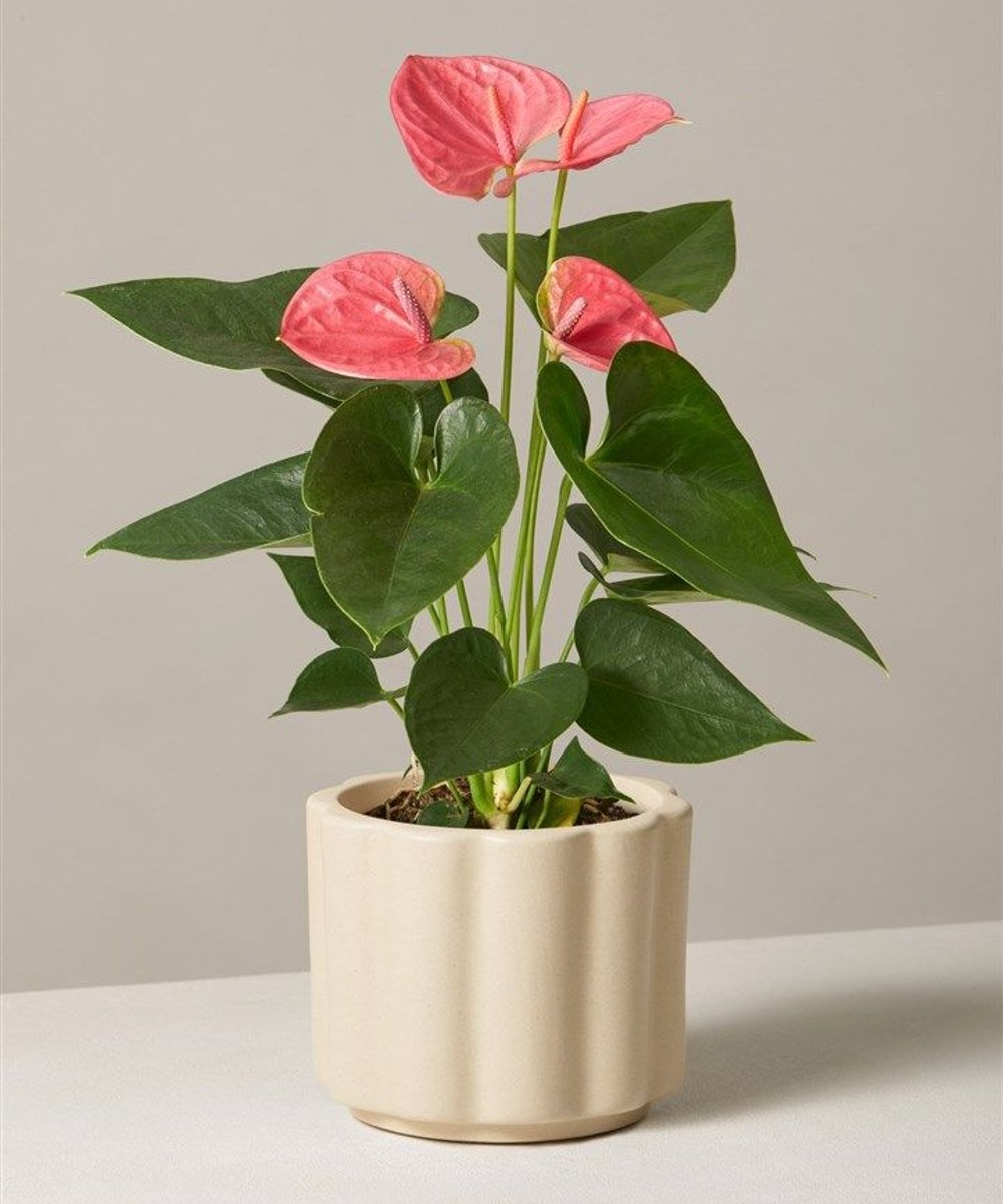 plantas para se ter no quarto segundo o feng shui