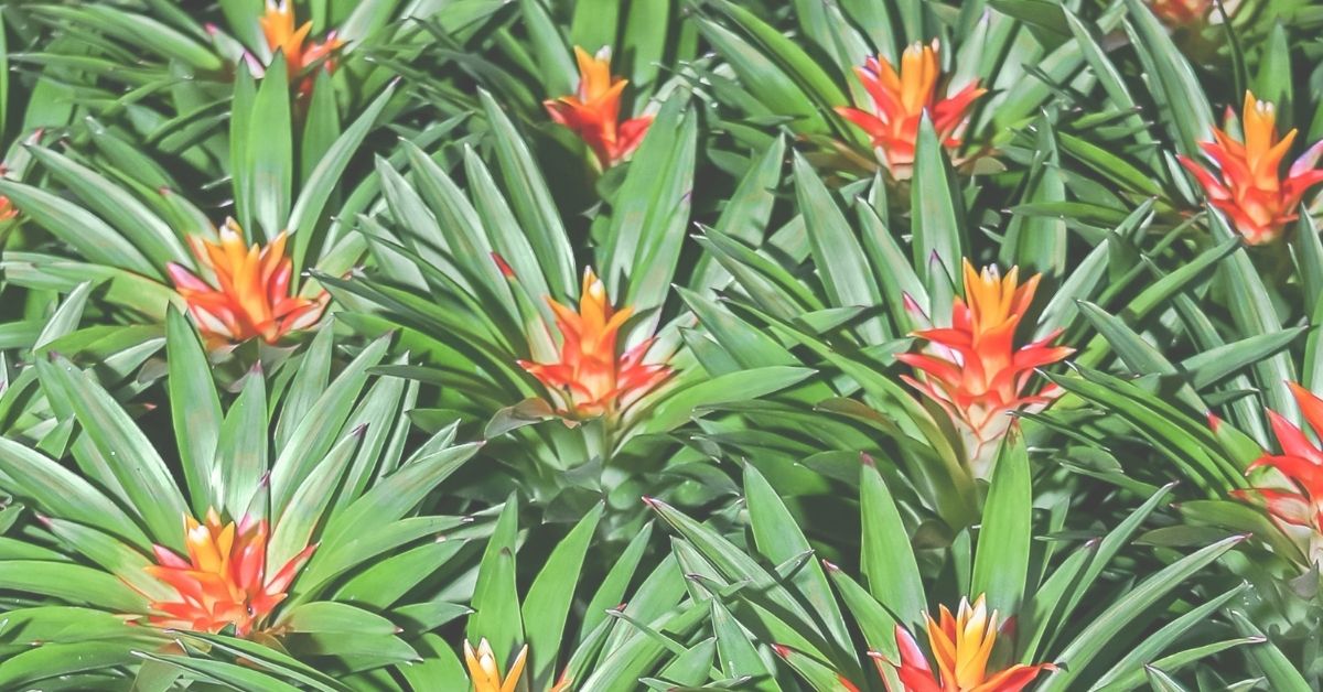 plantas para se ter no quarto segundo o feng shui