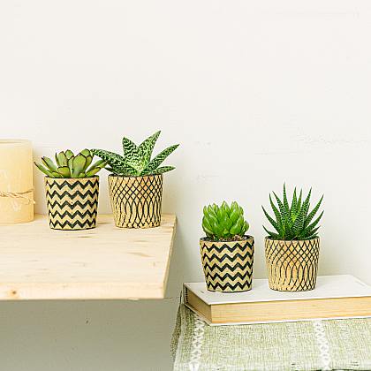 5 Ideias de Títulos:
1. Feng Shui no Quarto: As Plantas Que Transformam Sua Energia
2. Guia Completo: Escolhendo Plantas Ideais para o Seu Quarto Feng Shui
3. Purifique Seu Sono: Plantas Essenciais para um Quarto Harmonioso
4. Evite Erros Comuns: Plantas a Banir do Seu Quarto Segundo o Feng Shui
5. O Poder das Plantas: Como o Feng Shui Pode Melhorar Seus Relacionamentos Através do Quarto