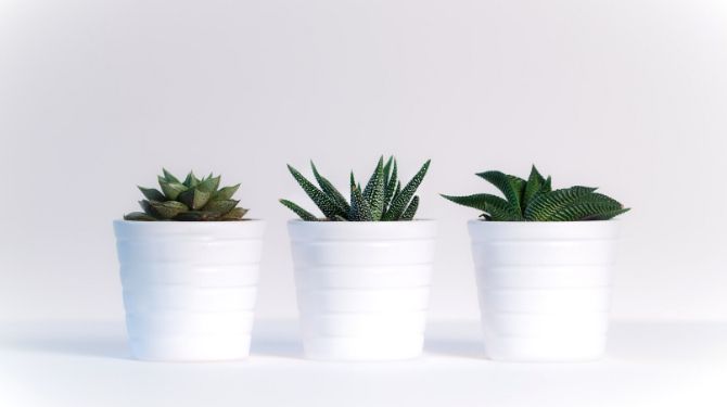 plantas para se ter no quarto segundo o feng shui