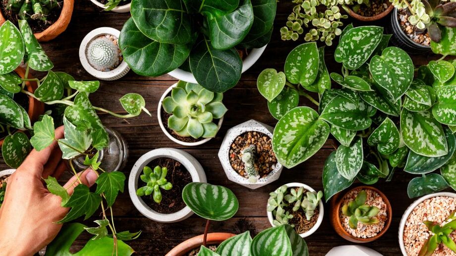5 Ideias de Títulos:
1. Feng Shui no Quarto: As Plantas Que Transformam Sua Energia
2. Guia Completo: Escolhendo Plantas Ideais para o Seu Quarto Feng Shui
3. Purifique Seu Sono: Plantas Essenciais para um Quarto Harmonioso
4. Evite Erros Comuns: Plantas a Banir do Seu Quarto Segundo o Feng Shui
5. O Poder das Plantas: Como o Feng Shui Pode Melhorar Seus Relacionamentos Através do Quarto