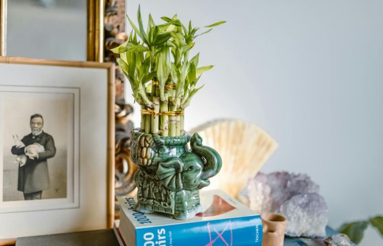 5 Ideias de Títulos:
1. Feng Shui no Quarto: As Plantas Que Transformam Sua Energia
2. Guia Completo: Escolhendo Plantas Ideais para o Seu Quarto Feng Shui
3. Purifique Seu Sono: Plantas Essenciais para um Quarto Harmonioso
4. Evite Erros Comuns: Plantas a Banir do Seu Quarto Segundo o Feng Shui
5. O Poder das Plantas: Como o Feng Shui Pode Melhorar Seus Relacionamentos Através do Quarto