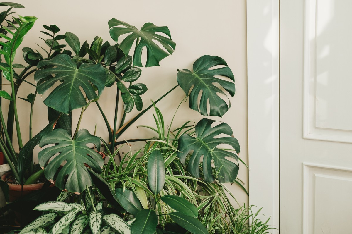plantas para se ter no quarto segundo o feng shui