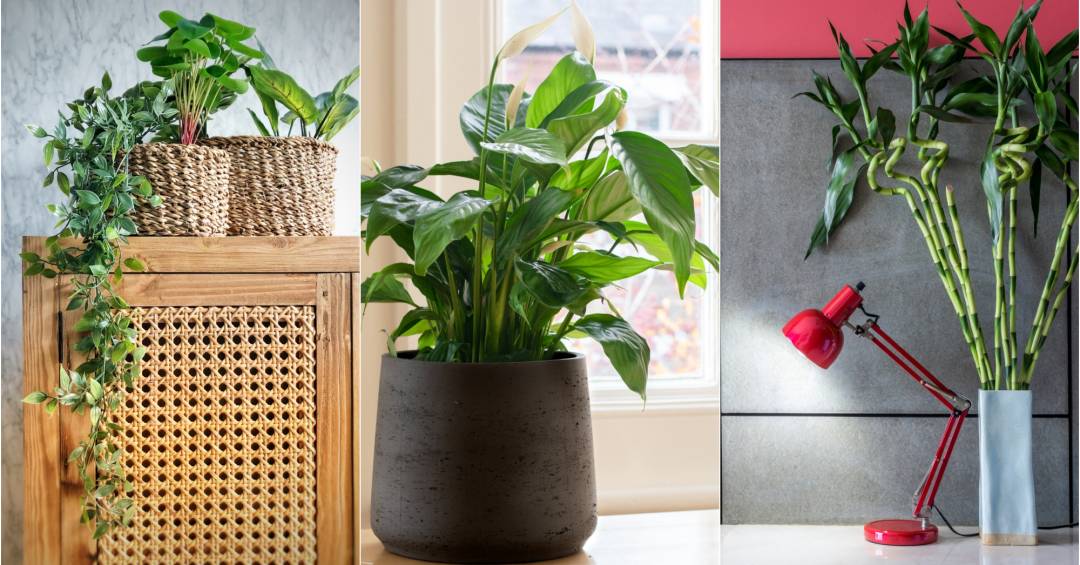 plantas para se ter no quarto segundo o feng shui