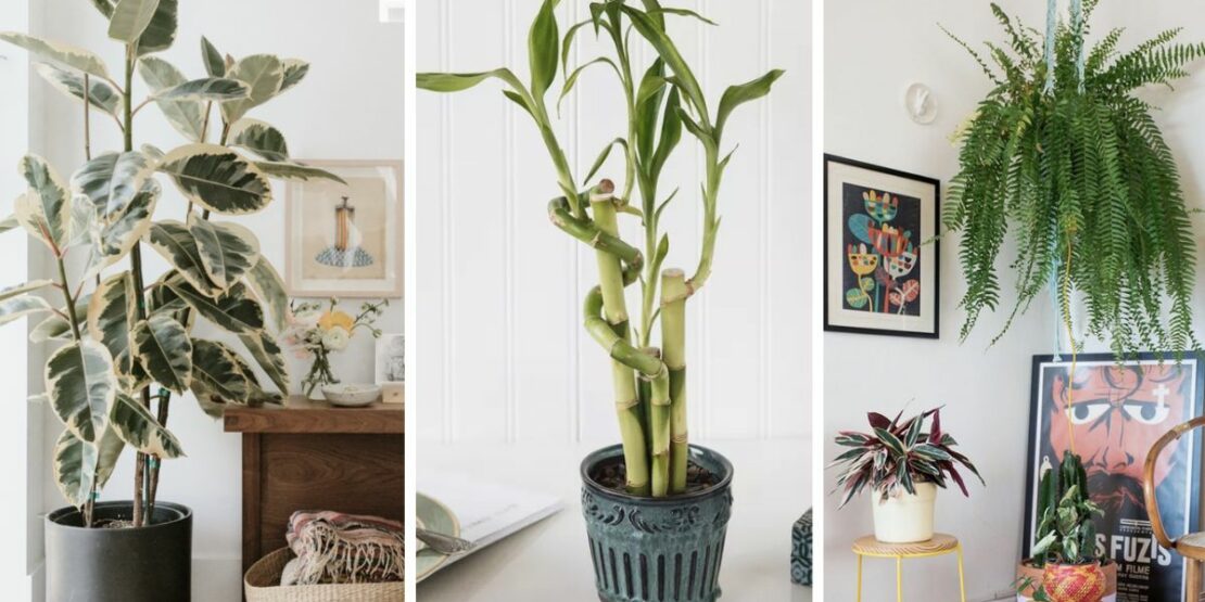 plantas para se ter no quarto segundo o feng shui