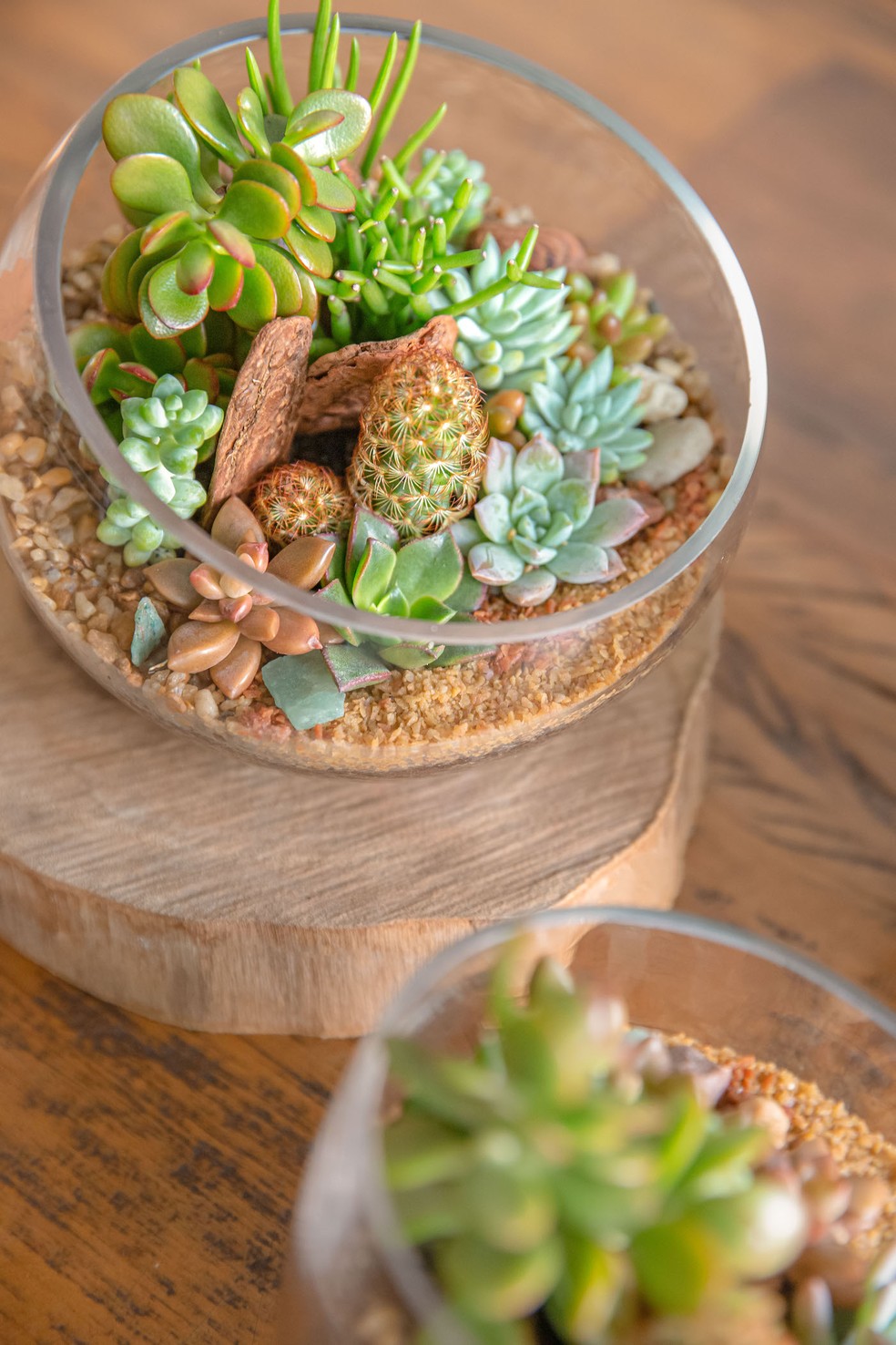 plantas para terrário aberto