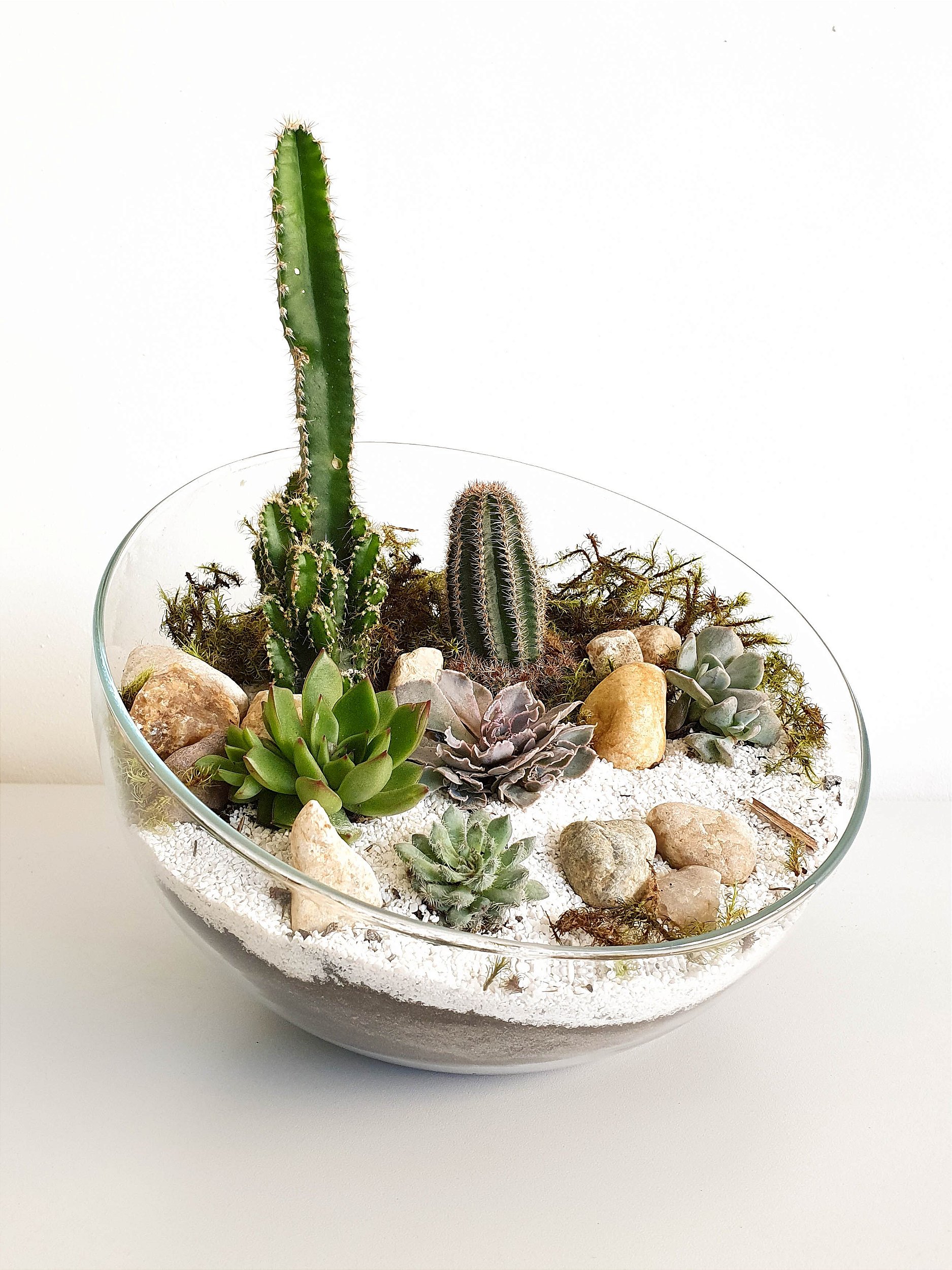 Decoração com plantas aéreas em terrários