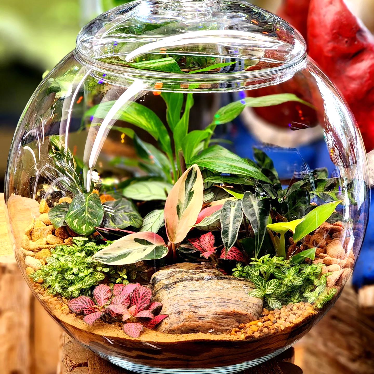 Terrários abertos vs. fechados: qual escolher para suas plantas?