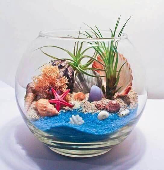 As 5 melhores suculentas para iniciantes em terrários