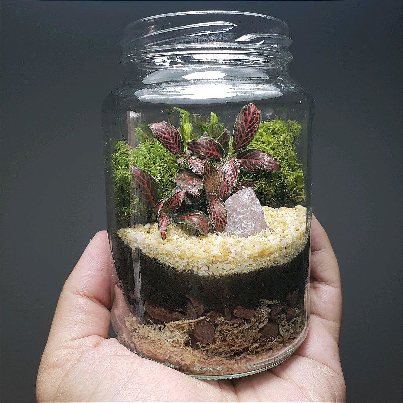 Decoração com plantas aéreas em terrários