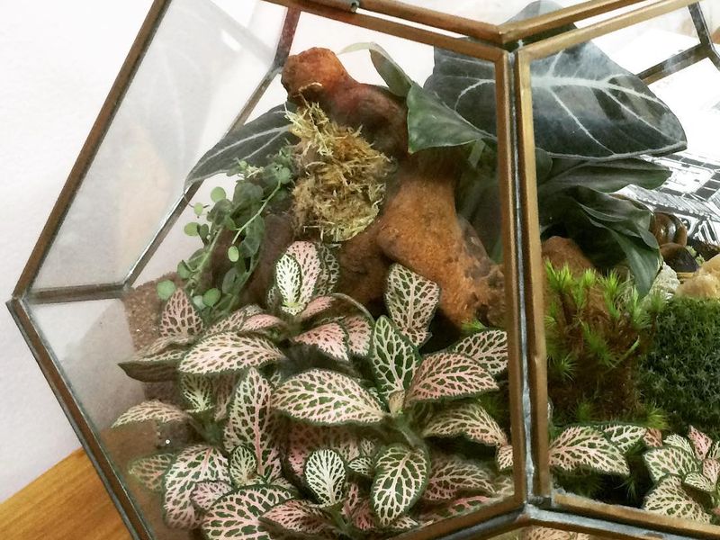 Terrários abertos vs. fechados: qual escolher para suas plantas?