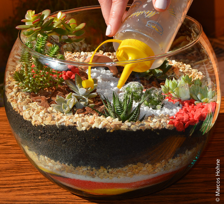 plantas para terrário aberto