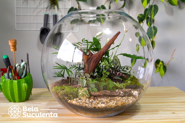 Como criar um terrário aberto passo a passo