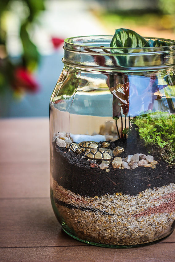 As 5 melhores suculentas para iniciantes em terrários