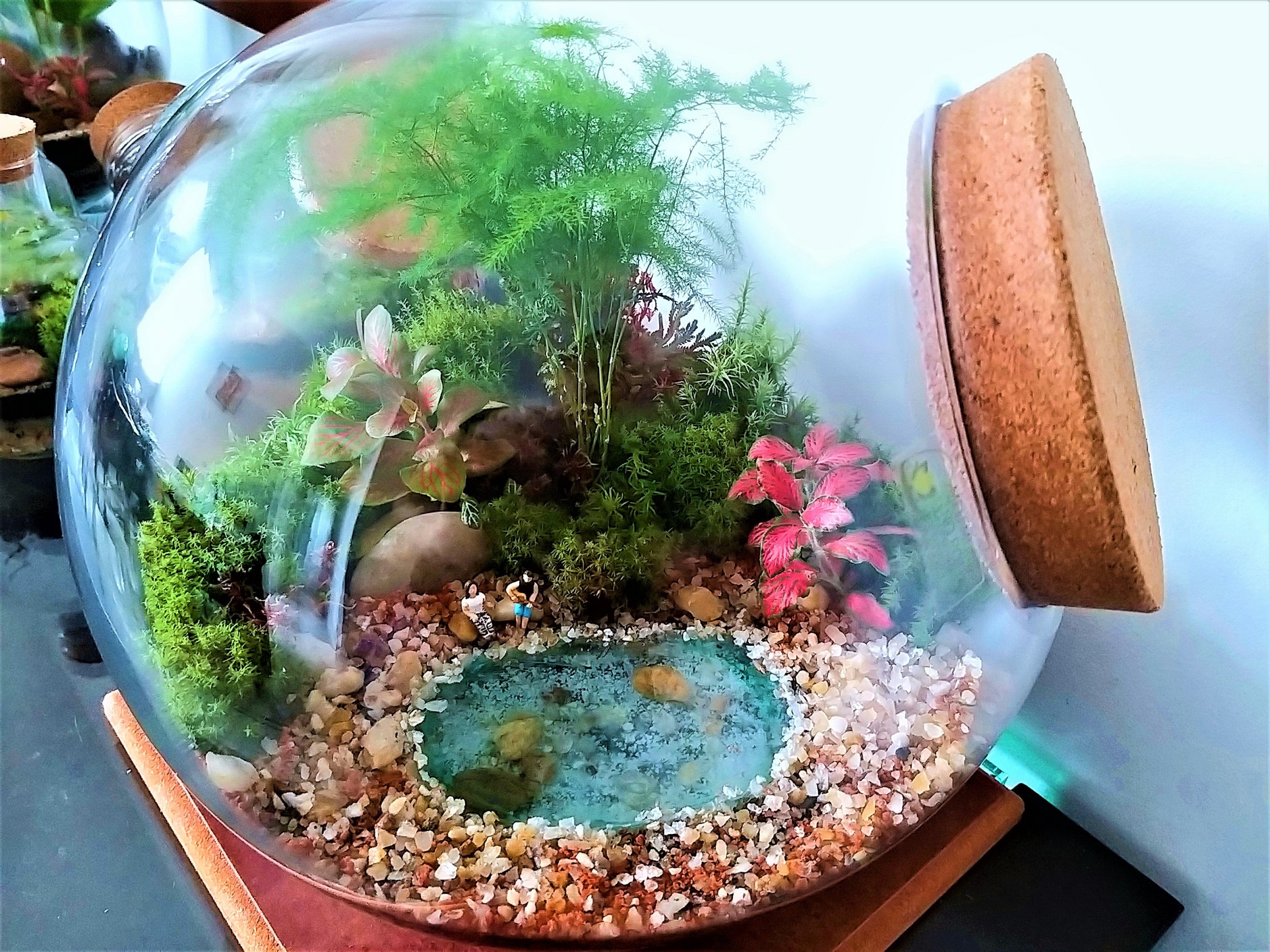 Guia completo de manutenção para terrários abertos