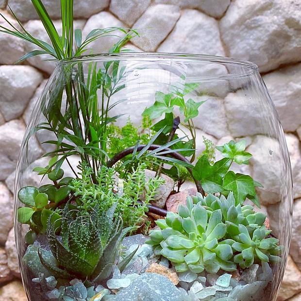 Decoração com plantas aéreas em terrários